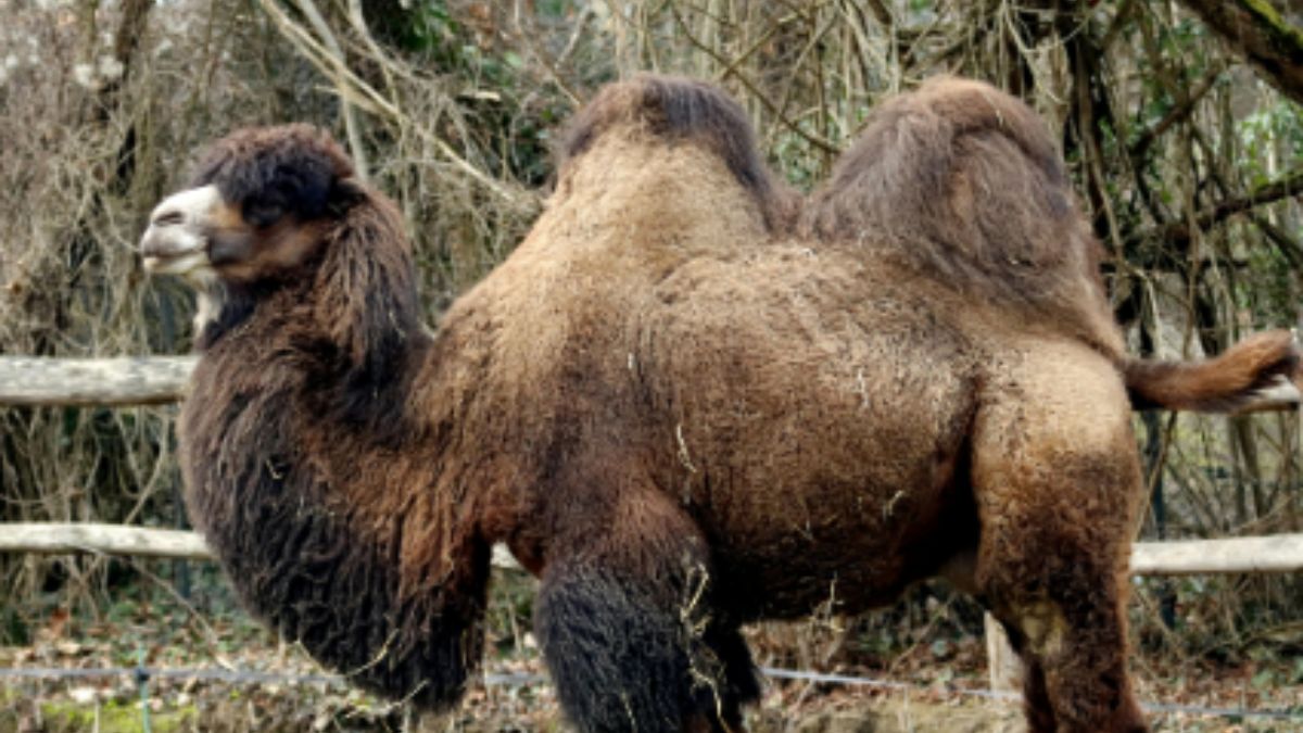 यहां 2 कूबड़ वाले ऊंट क्यों रखती है भारतीय सेना?