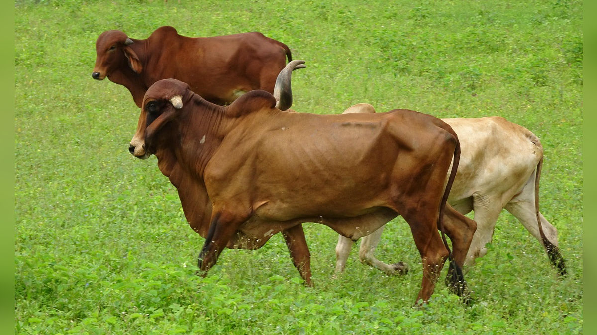 रोज 50 लीटर तक दूध देती है ये देसी गाय, पशुपालक हो सकते हैं मालामाल