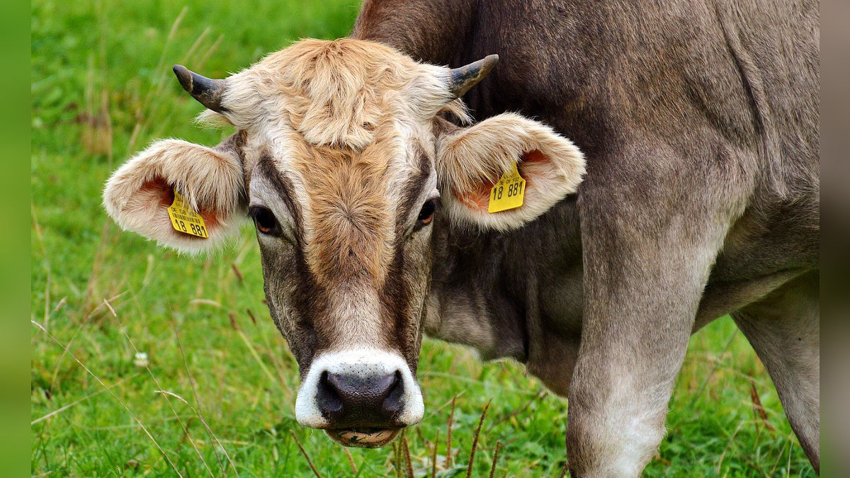 सालाना 1500 लीटर दूध देने की क्षमता... जानें देओनी गाय की खासियत