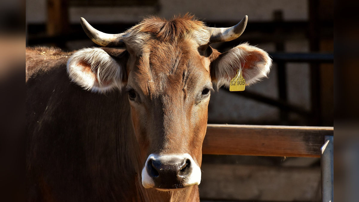 एक कॉल पर मिलेगा पशुओं को बेहतर इलाज,  पशुपालक याद रखें ये हेल्पलाइन नंबर