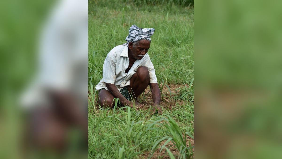 किसान मोबाइल से फोटो करेंगे अपलोड, पौधों का रोग पता चल जाएगा, ये है वो ऐप...
