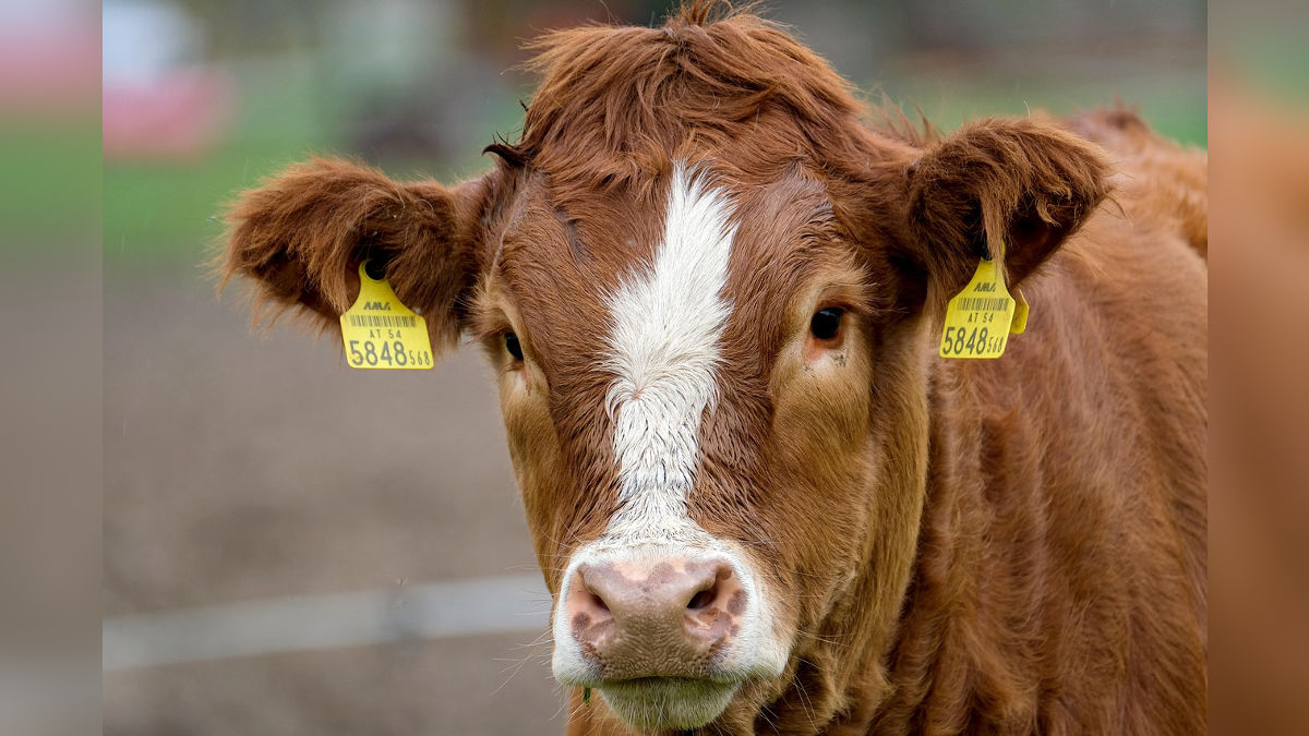 ठिठुरती ठंड में पशुओं की करें खास देखभाल, ये टिप्स आएंगे काम