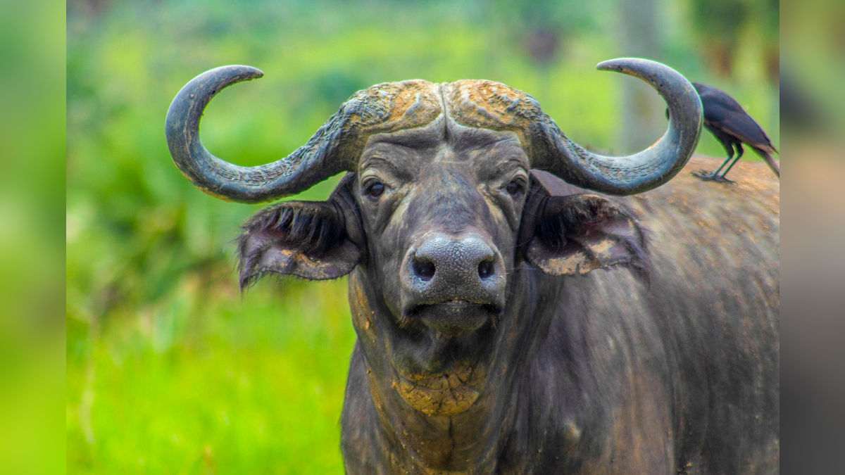 घी-डेयरी का बिजनेस करना है तो पालें ये देसी भैंस, होगी मोटी कमाई