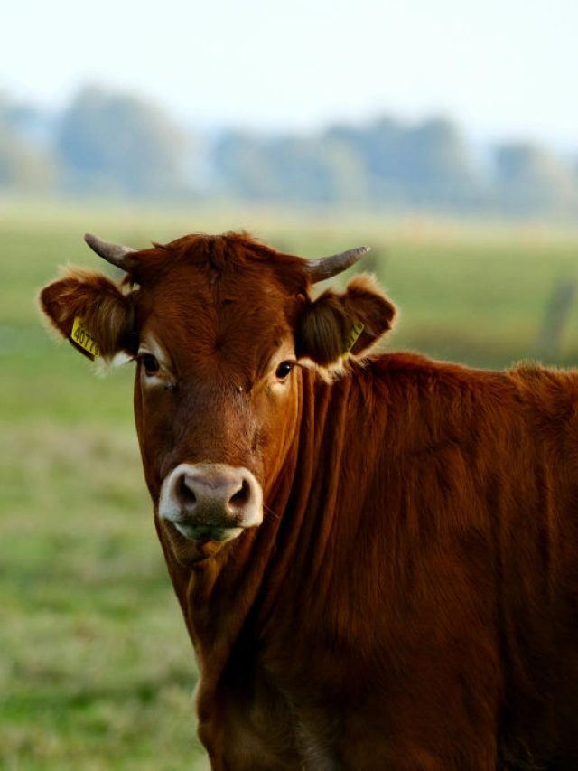 रोज 50 लीटर तक दूध देती है ये देसी गाय, पशुपालक हो सकते हैं मालामाल