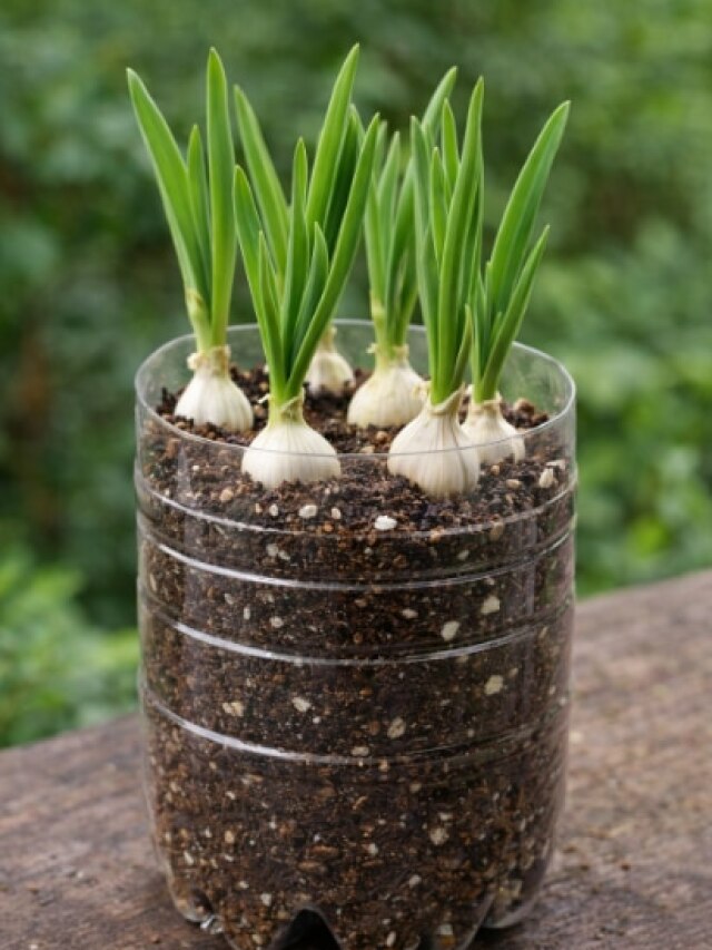 बेकार पड़ी प्लास्टिक बोतल में उगाएं लहसुन, जानें आसान तरीका