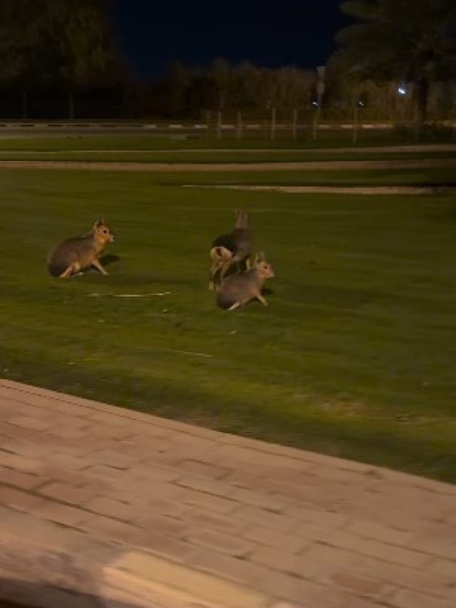 ये खरगोश है, हिरण या कुत्ता...दुबई में दिखे इस रहस्यमयी जानवर ने किया हैरान