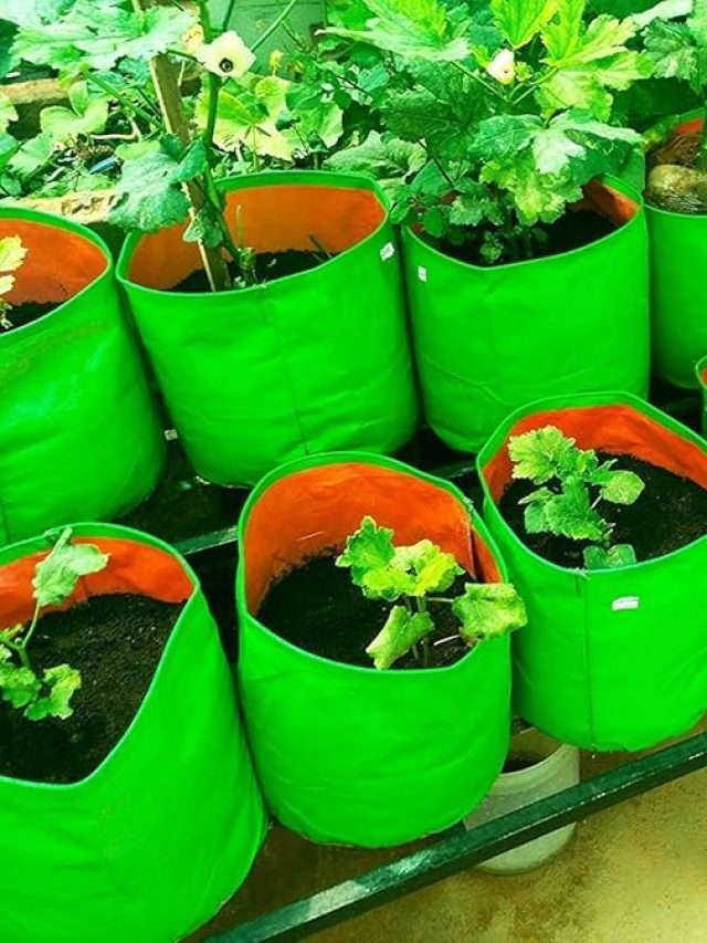 छत या बालकनी... ग्रो बैग में उगाएं पौधे, गमले की नहीं जरूरत, जानें देसी तरीका