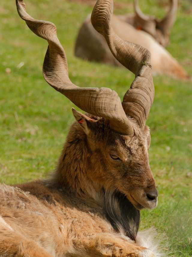 भारत का बाघ... फिर पाकिस्तान का राष्ट्रीय पशु कौन-सा है?