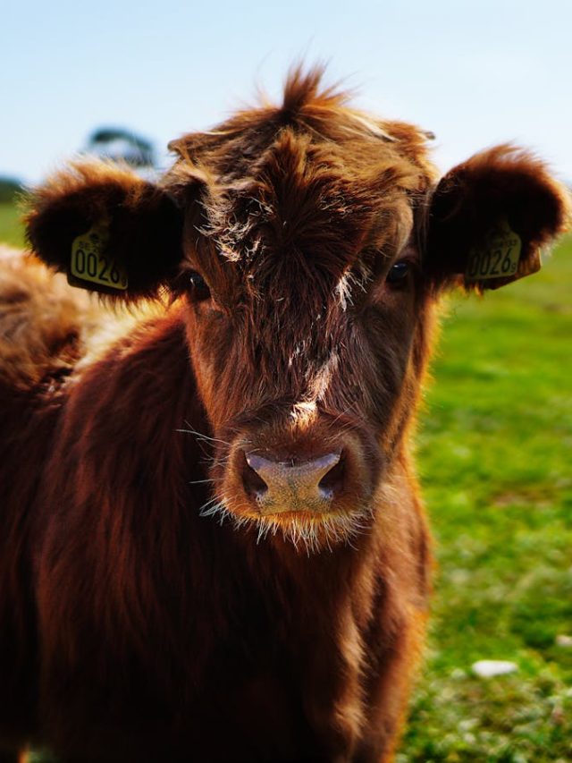 एक कॉल पर मिलेगा पशुओं को बेहतर इलाज,  पशुपालक याद रखें ये हेल्पलाइन नंबर