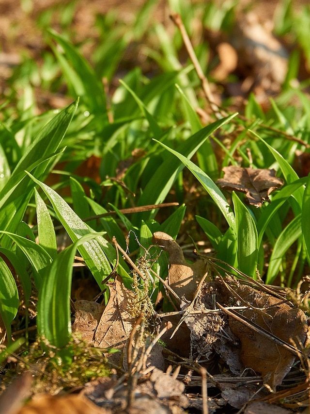 देसी लहसुन की बुवाई करें किसान, होगी तगड़ी कमाई! जानिए तरीका