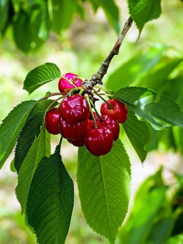 घर में उगाएं चेरी का पौधा, हर सीज़न मिलता रहेगा फल