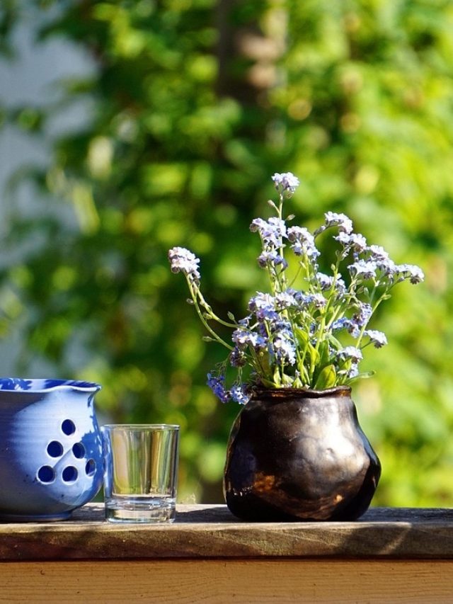 इन पौधों को सीधी धूप से रखें दूर, हमेशा हरे-भरे रहेंगे घर के अंदर