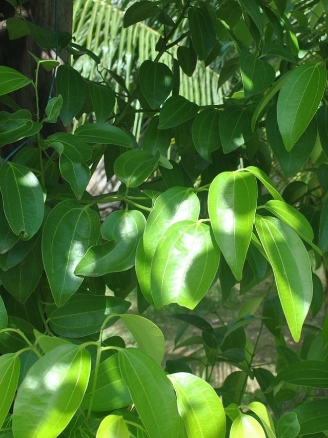 गमले या गार्डन में उगाएं दालचीनी, खुशबू और स्वाद से भर जाएगा घर