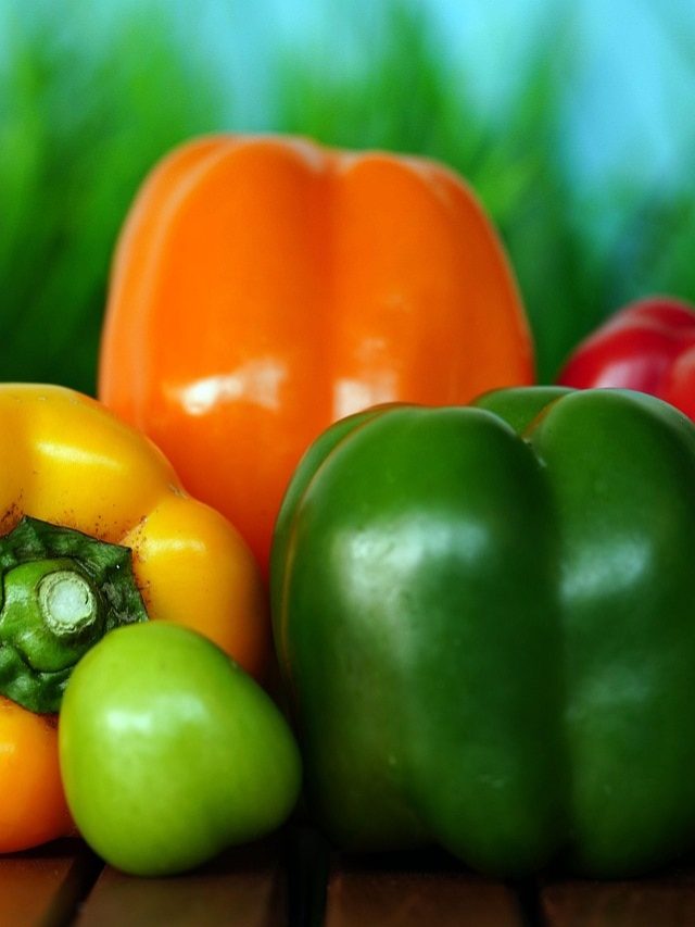 घर पर उगाएं लाल-पीली-हरी शिमला मिर्च, नहीं लेनी पड़ेगी बाज़ार से महंगी