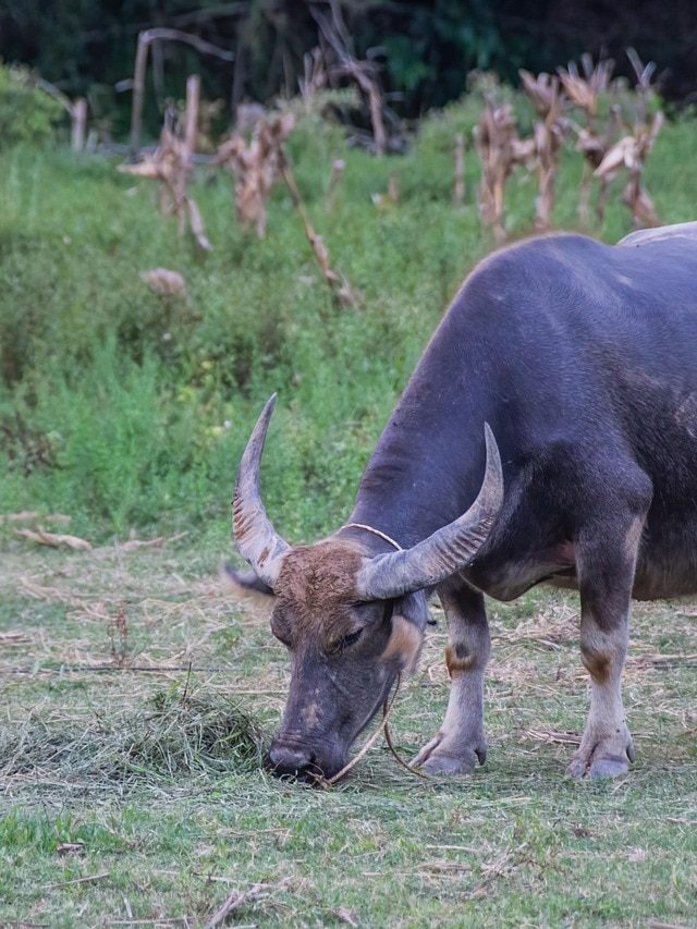 खराब हो गई गाय-भैंस के दूध की क्वालिटी? अपनाएं ये 3 तरीके