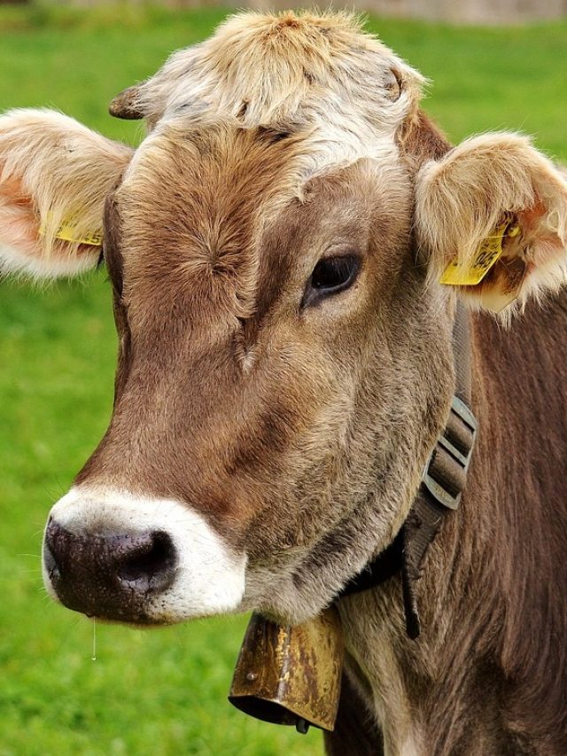 सालाना 1500 लीटर दूध देने की क्षमता... जानें देओनी गाय की खासियत