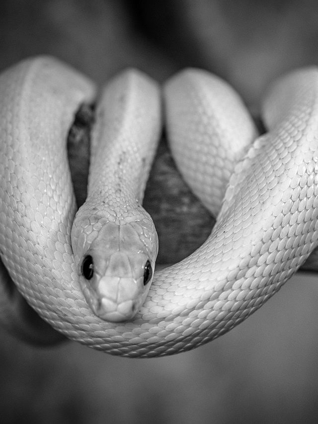 সাপ  মানুষের মুখ চিনতে পারে? সত্যিটা জানুন