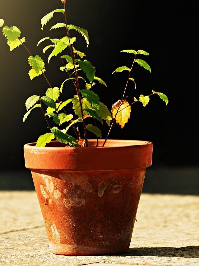 मिट्टी या प्लास्टिक... पौधों के लिए कौन सा गमला बेहतर? जानिए