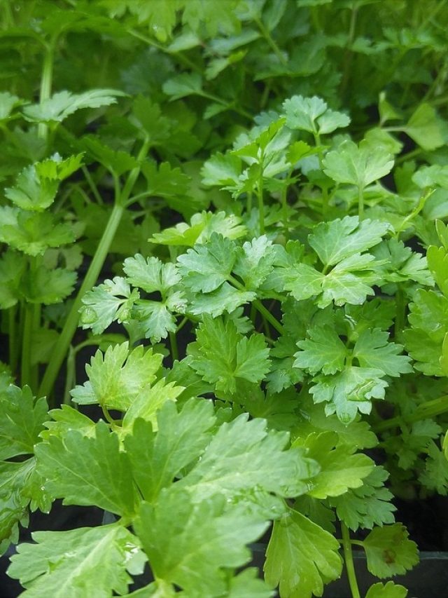 सिर्फ 15 दिन में ताज़ा धनिया! ये है घर पर उगाने का सुपर फास्ट फार्मूला