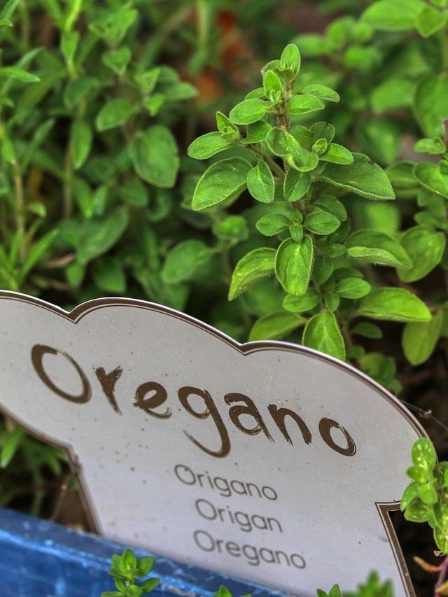 पिज़्ज़ा का असली फ्लेवर चाहिए? बालकनी में लगाएं Greek Oregano का पौधा