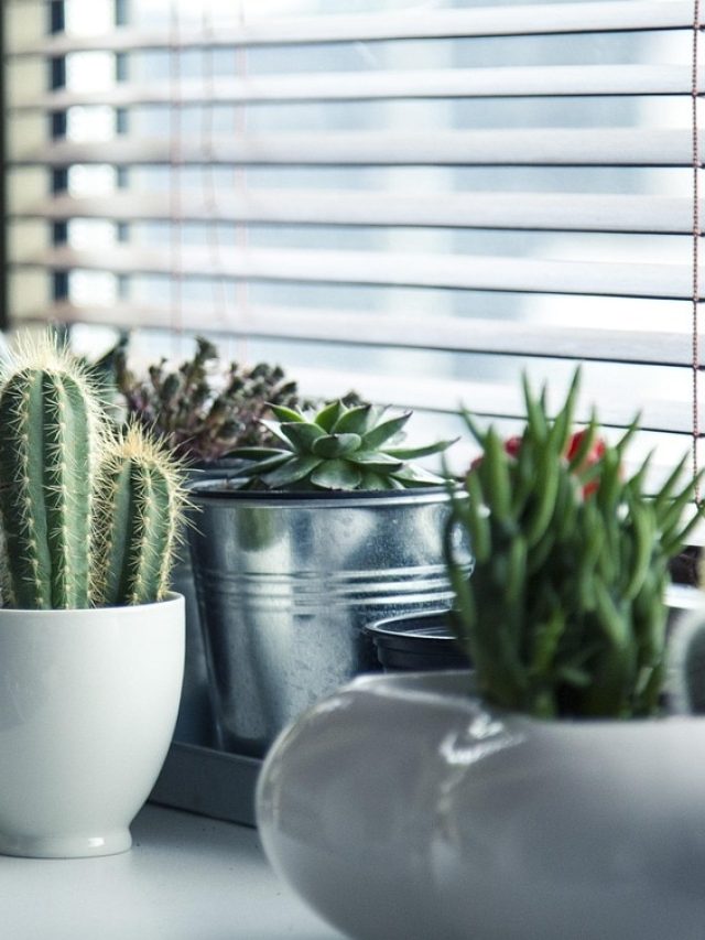 घर या ऑफिस के लिए बेस्ट हैं ये 3 इनडोर प्लांट्स, देखें