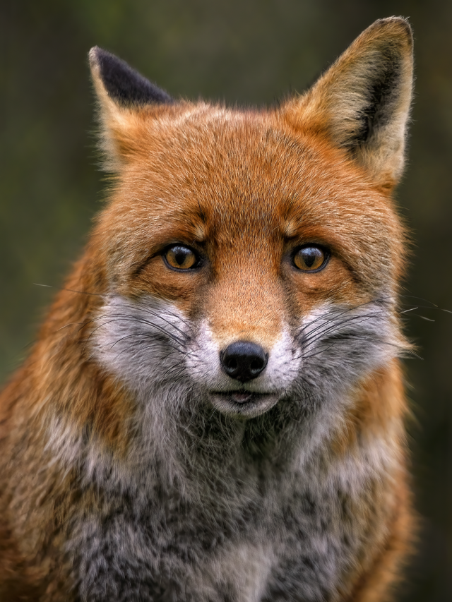 শিয়ালের এই ৫ গুণ রপ্ত করুন, কেউ ঠকাতে পারবে না