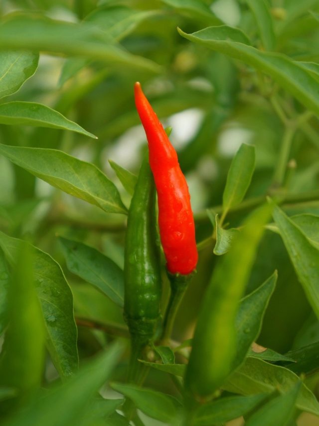 गमले में आसानी से उगाएं हरी मिर्च, बाज़ार से खरीदने की नहीं होगी जरूरत