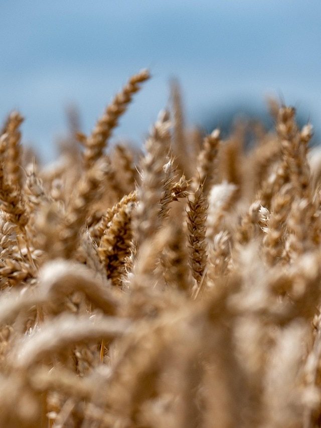 गेहूं की फसल के लिए कोहरा क्यों जरूरी है? जानिए कितना फायदेमंद