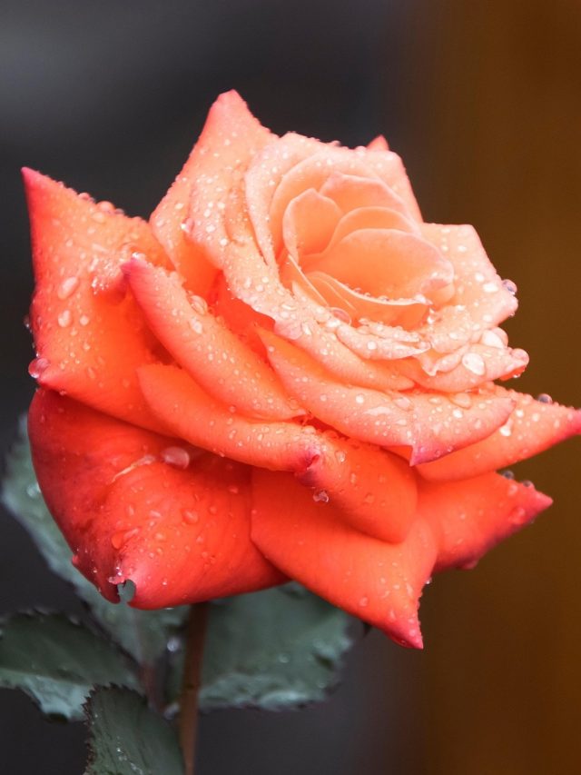 गुलाब को तेजी से बढ़ाना है? माली अपनाते हैं ये देसी नुस्खे