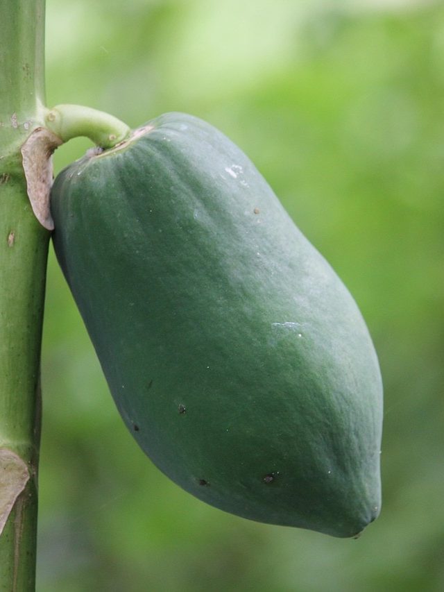 किचन गार्डन में लगाना है पपीता? जानिए सही तरीका और देखभाल