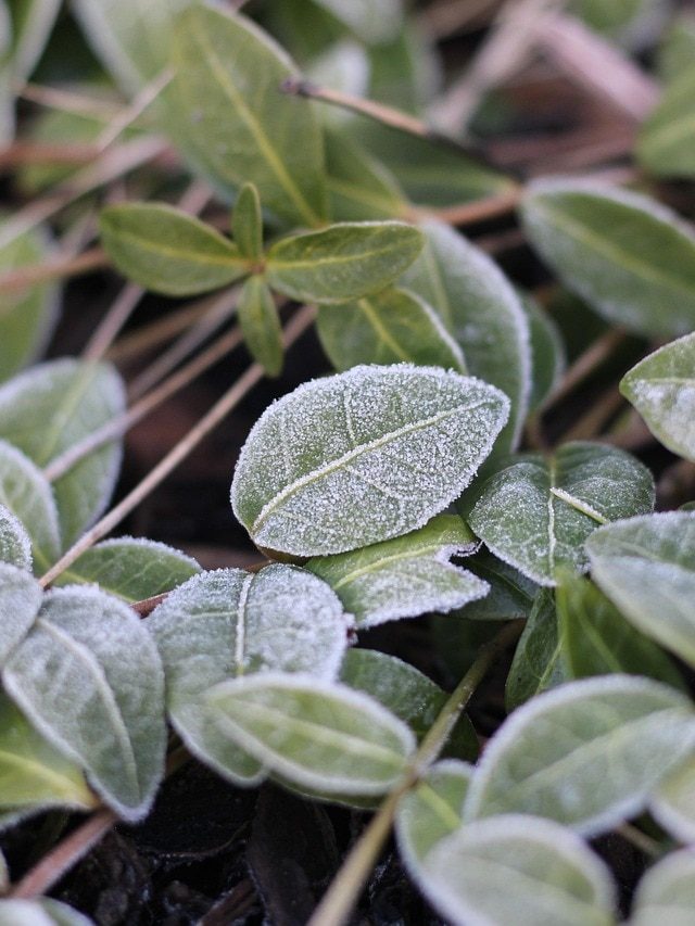 सर्दियों में पौधों को बचाना है? पाला पड़ने से पहले कर लें ये काम