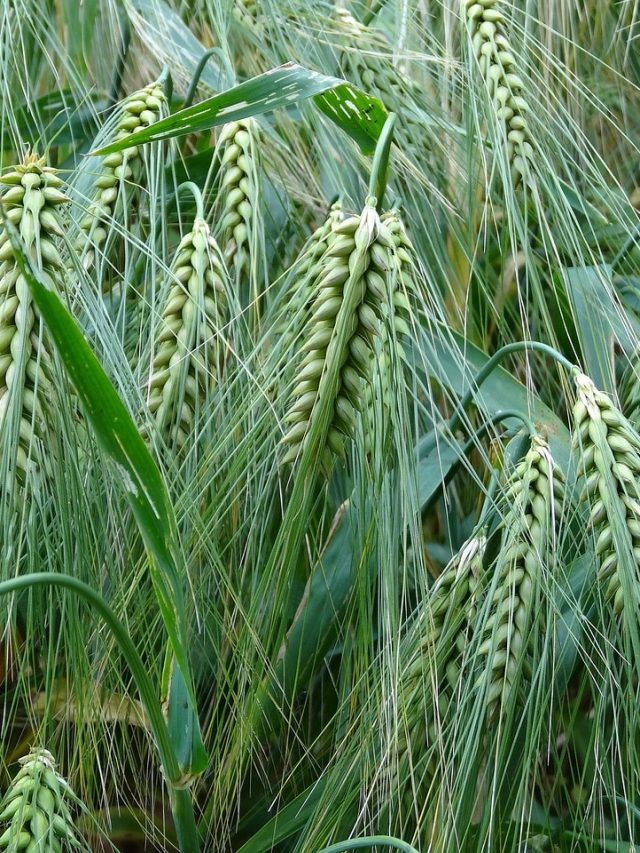 गेहूं की पहली सिंचाई पर डालें ये 2 चीजें, कल्लों से भर जाएगा खेत