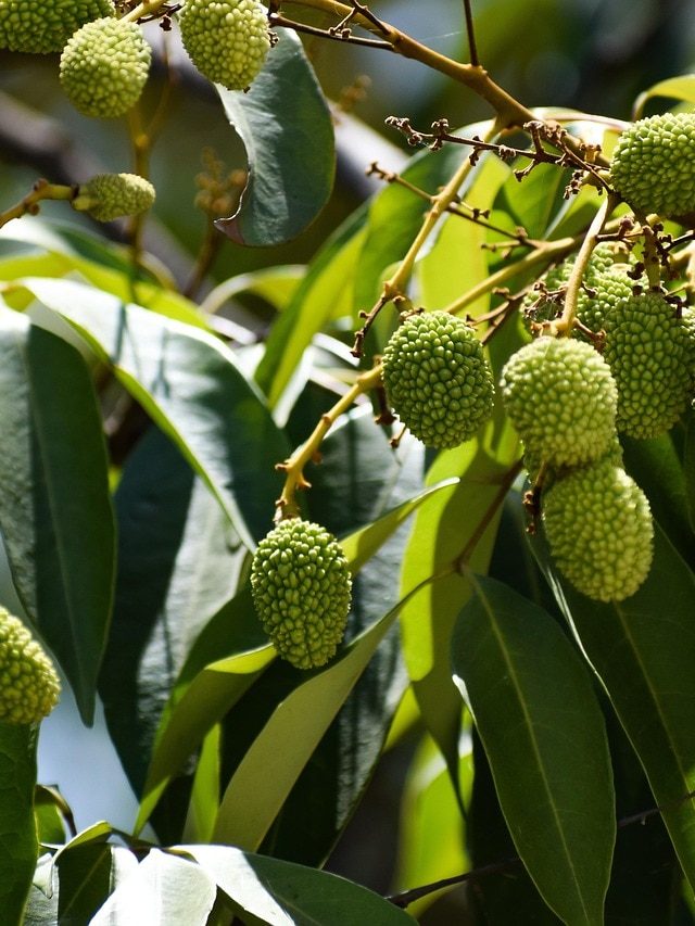 घर पर लगाएं लीची का पौधा, जानें कितने सालों में देगा फल