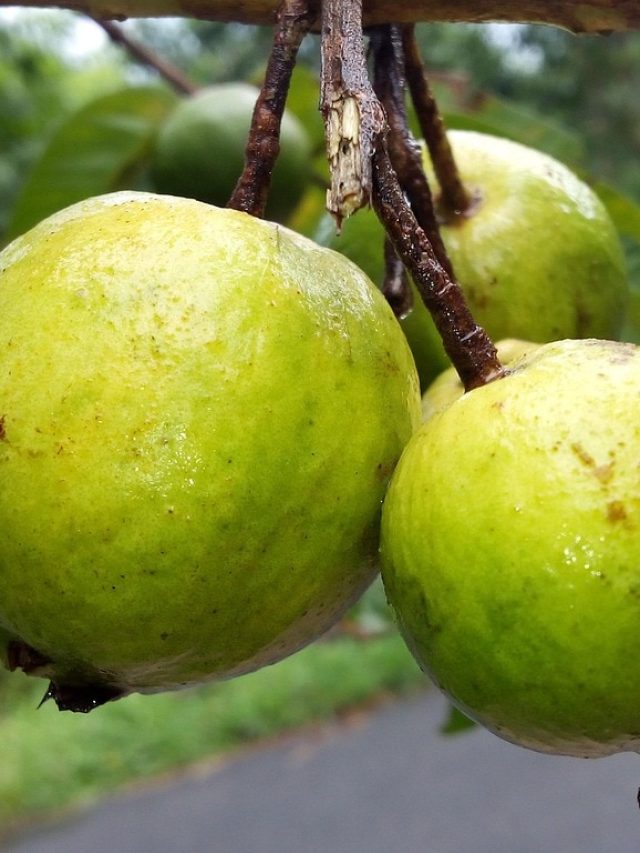 जल्दी फल देने लगेगा अमरूद का पेड़, तेज़ ग्रोथ के लिए फॉलो करें ये टिप्स