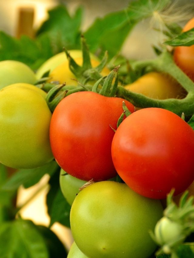 घर में रखे टमाटर से उगाएं नए पौधे, बढ़ेगी गुणवत्ता और पैदावार, जानें तरीका