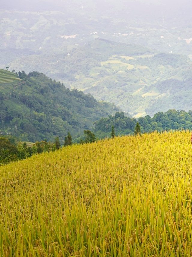 दलहनी फसलों को कीट प्रकोप से बचाने के लिए फॉलो करें ये टिप्स, मिलेगा छुटकारा