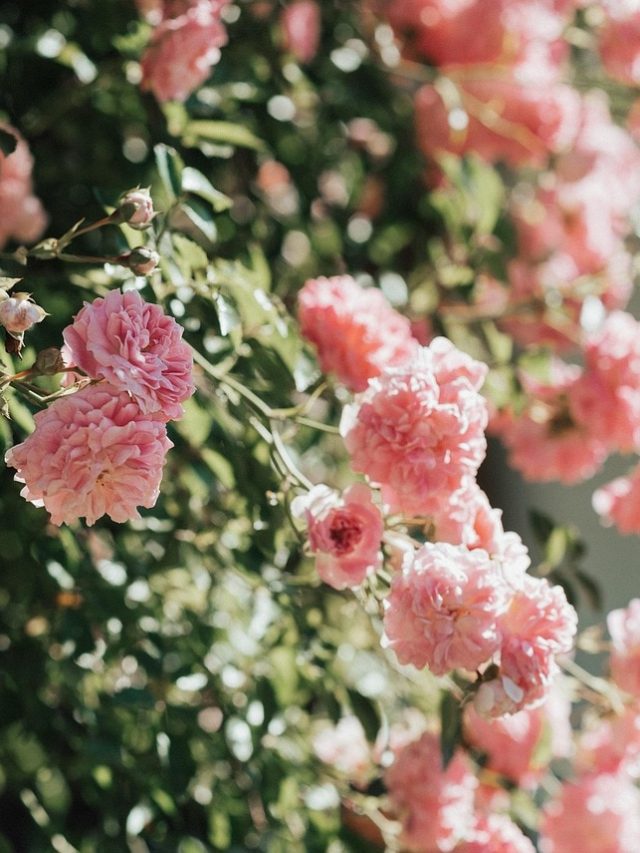 सर्दियों में कम फूल आने से हैं परेशान? पानी में मिलाकर छिड़क दें ये पाउडर, खिल उठेंगे पौधे