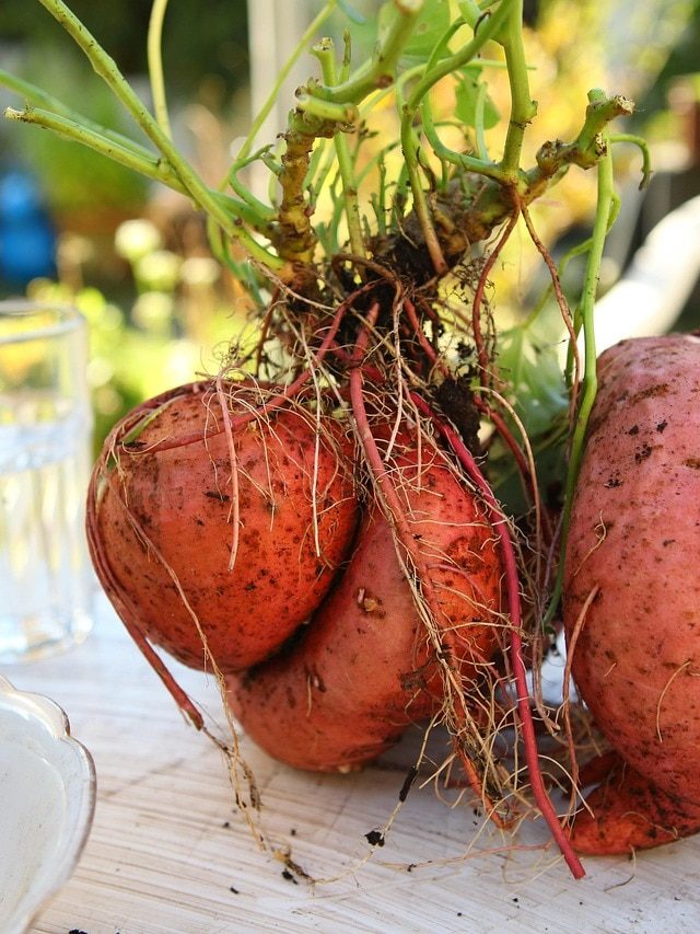 इस तरह लगाएं इनडोर शकरकंदी का पौधा, सालभर मिलती रहेगी फसल