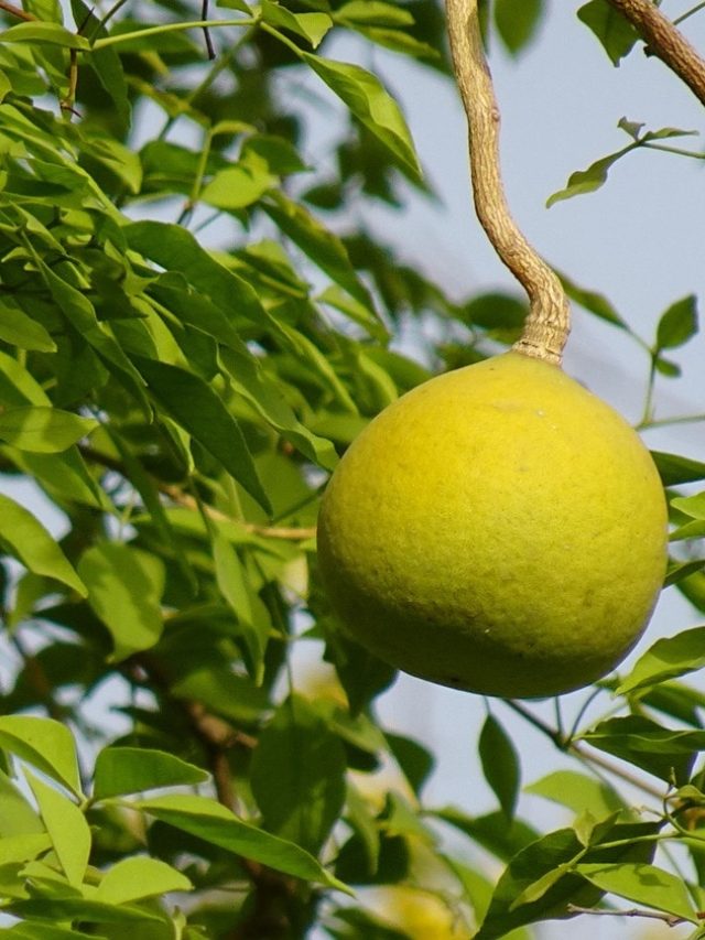 রোজ সকালে খালি পেটে খান বেলপাতা, তারপরেই ম্যাজিক