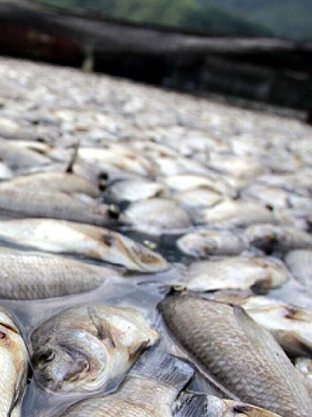 वो शहर जहां आसमान से बरसती हैं मछलियां, सुनकर हर कोई हुआ हैरान