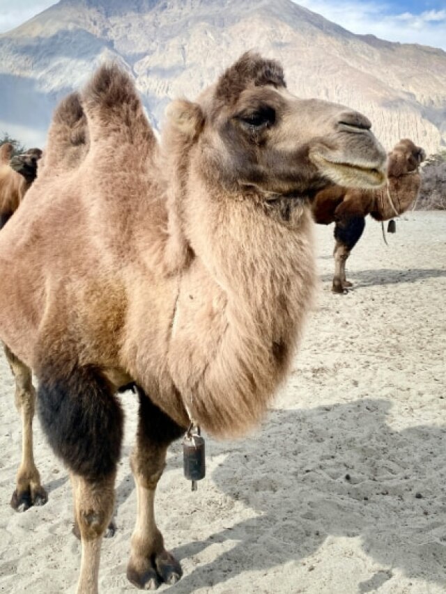 यहां 2 कूबड़ वाले ऊंट क्यों रखती है भारतीय सेना?