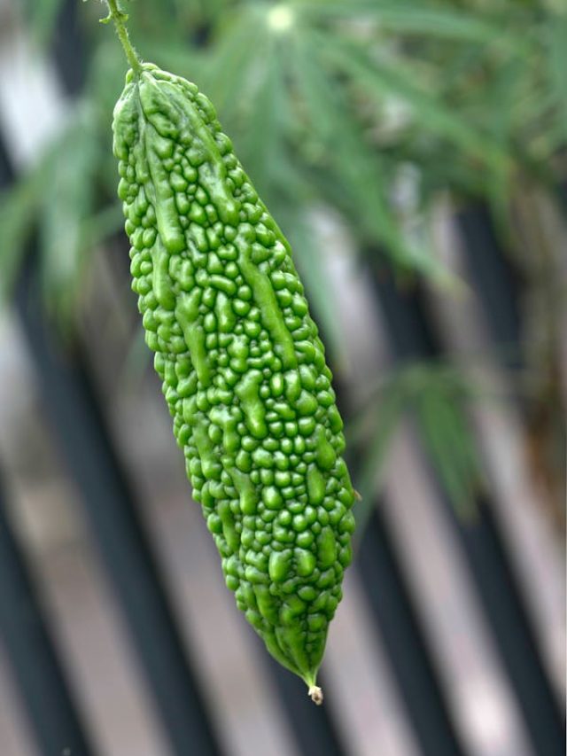 घर पर ऐसे उगाएं करेला, बालकनी से मिलेगी ताज़ी सब्ज़ी