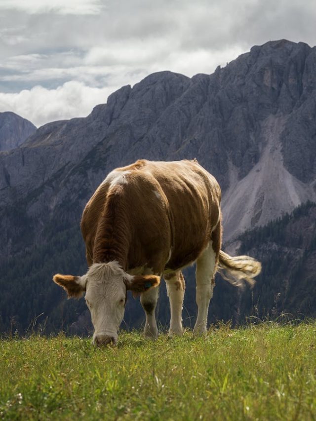 ठिठुरती ठंड में पशुओं की करें खास देखभाल, ये टिप्स आएंगे काम