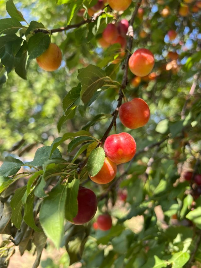 घर में उगेंगे लाल-रसीले आलूबुखारे, जानें आसान तरीका और केयर टिप्स