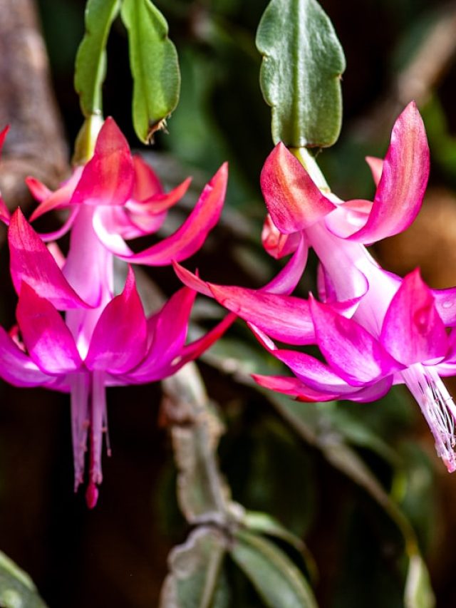 क्रिसमस कैक्टस को पानी देने का क्या है सही तरीका? भूलकर भी न करें ये गलतियां