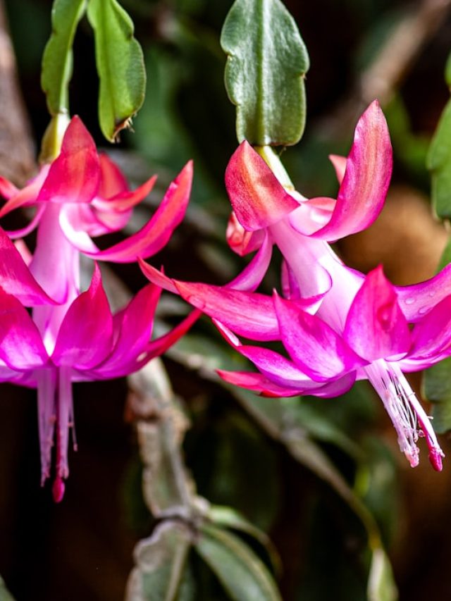 क्रिसमस कैक्टस  के लिए ये है सबसे अच्छी मिट्टी, खूब चलेगा पौधा