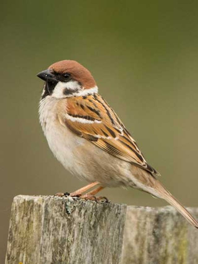 বাড়িতে আসছে চড়ুই পাখি, কী ইঙ্গিত রয়েছে বাস্তুতে?