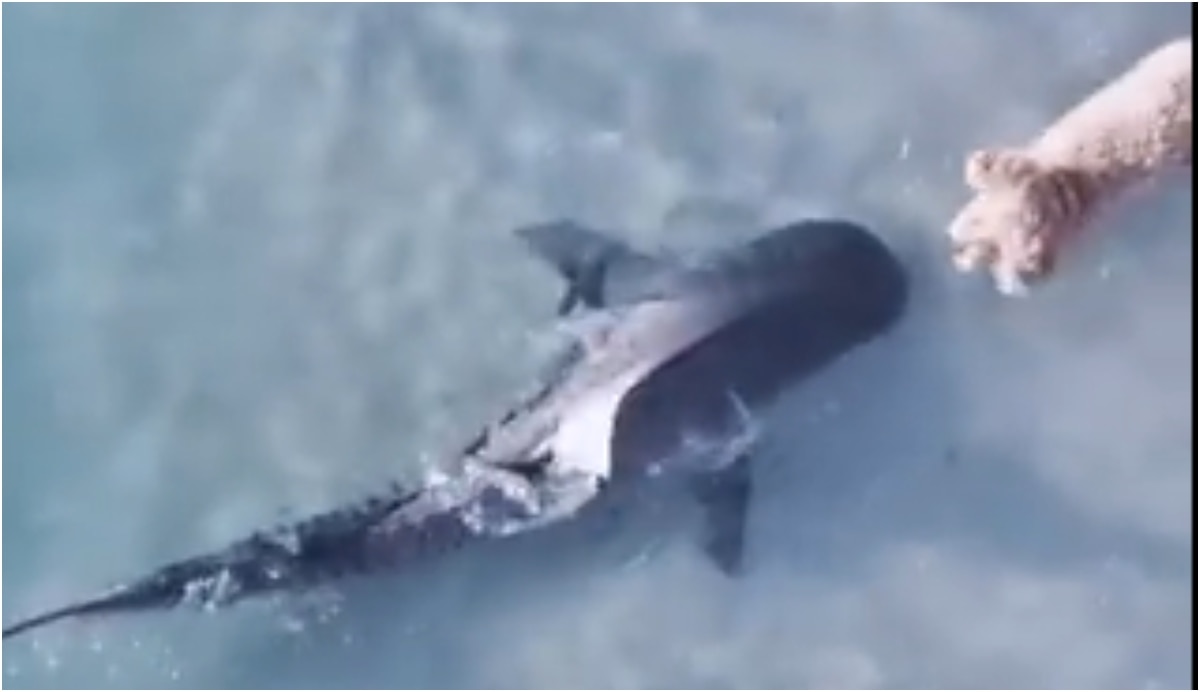 कुत्ते ने समुद्र में शार्क को खदेड़ा? सामना होते ही पलट कर भागी मछली, VIDEO