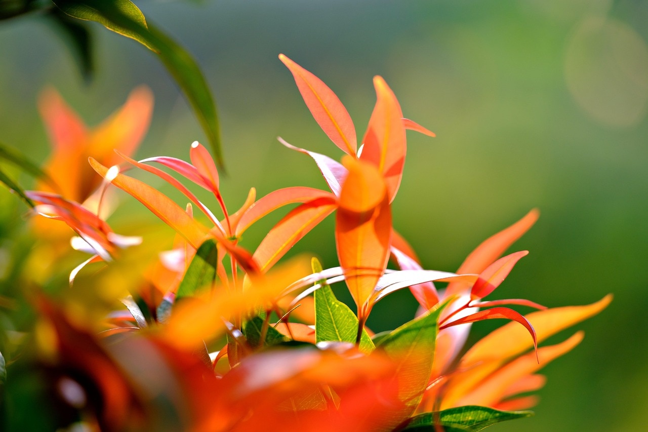 गमले में आसानी से उग जाएगा लौंग का पौधा, बस जान लें सही तरीका