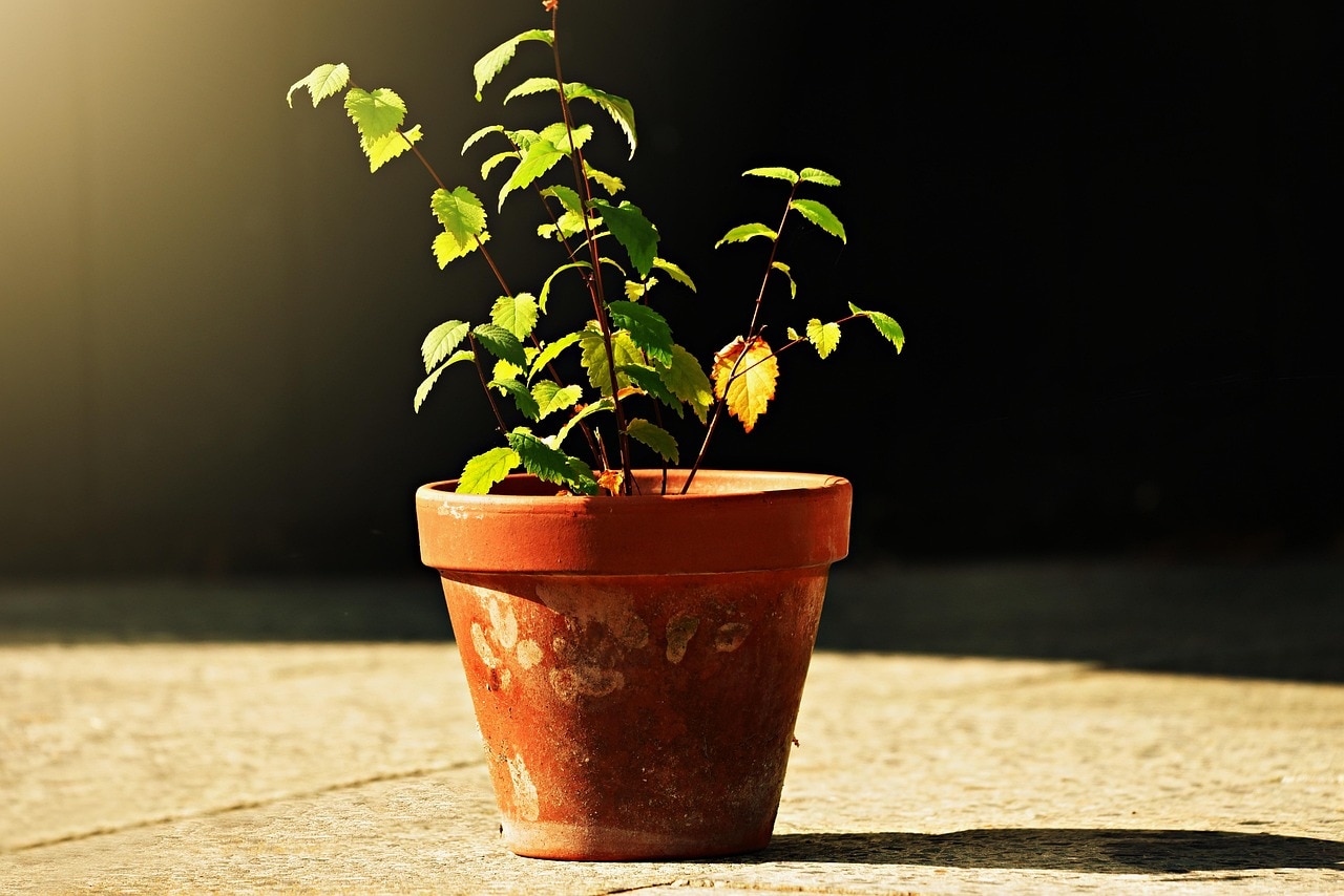 मिट्टी या प्लास्टिक... पौधों के लिए कौन सा गमला बेहतर? जानिए